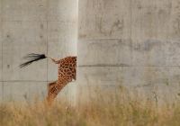 Foto: Jose Fragozo/Wildlife Photographer of the Year 2022